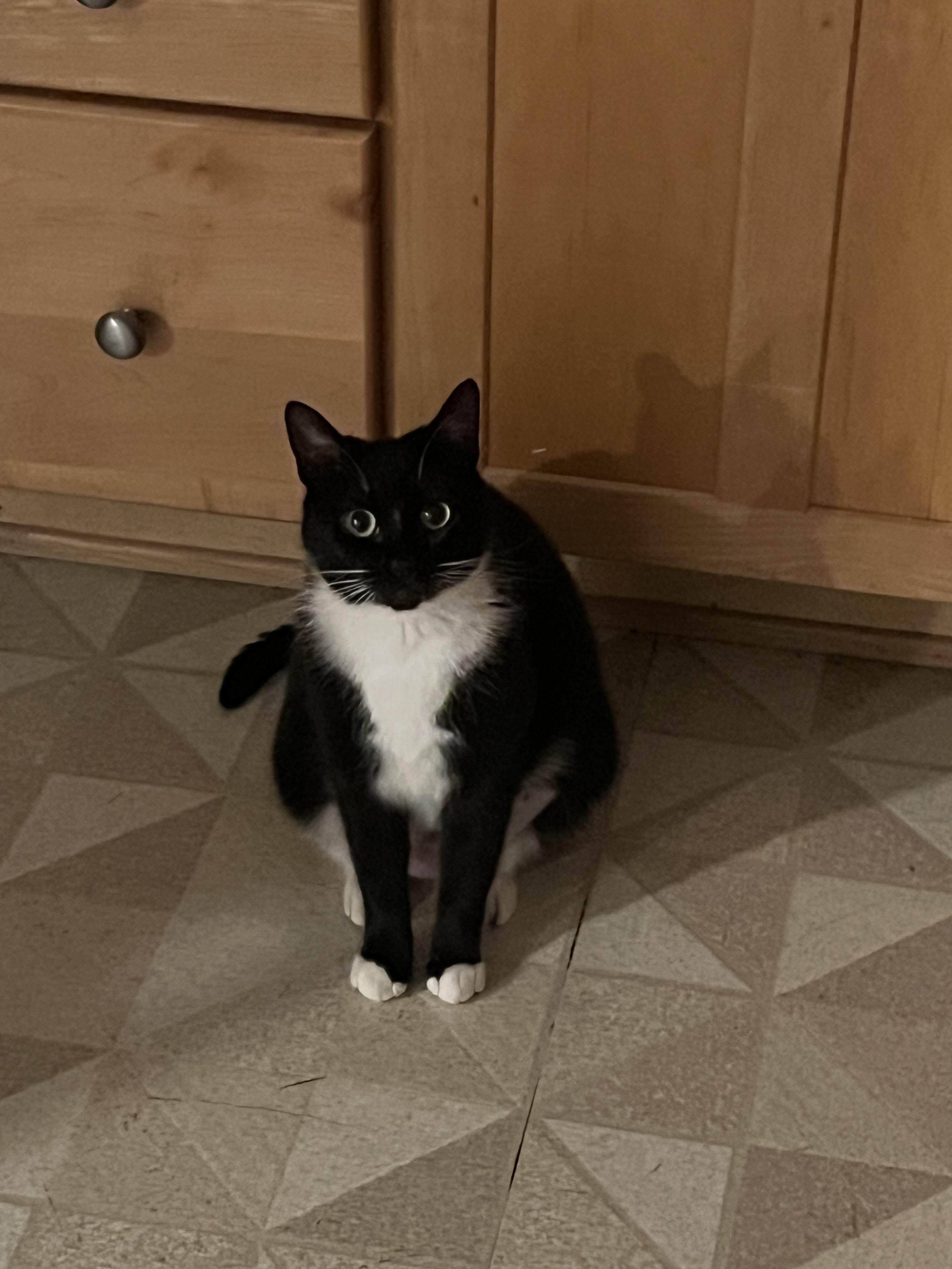 Kitty Softpaws, a Adoptable Domestic Short Hair in San Luis Obispo, CA image 2/5