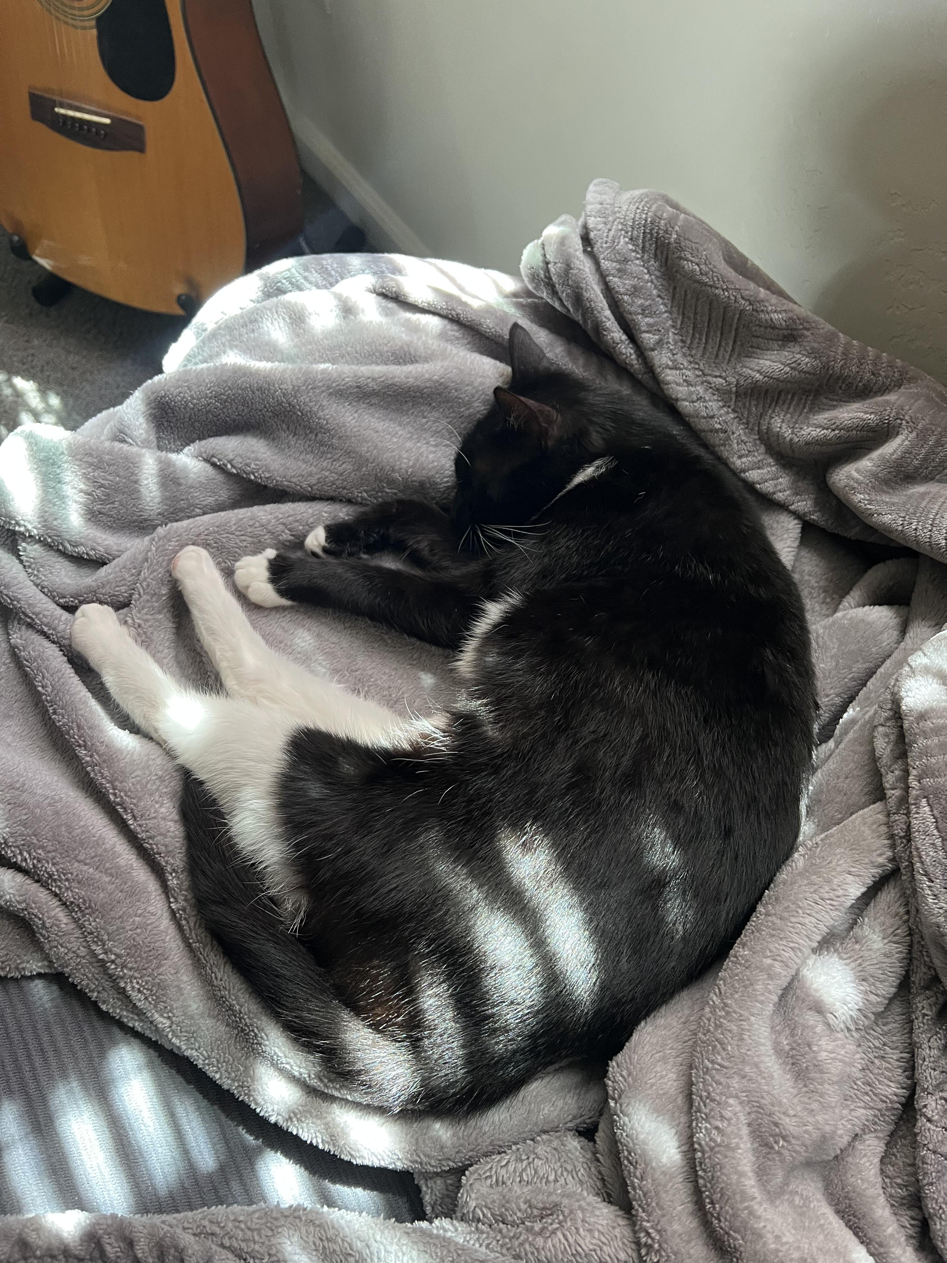 Kitty Softpaws, a Adoptable Domestic Short Hair in San Luis Obispo, CA image 3/5