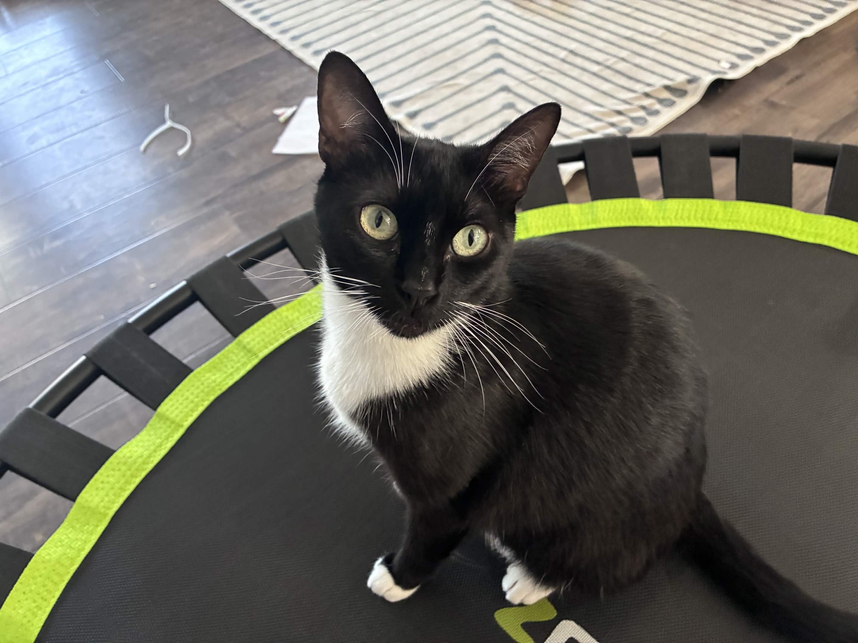 Kitty Softpaws, Adoptable, Young Female Domestic Short Hair.