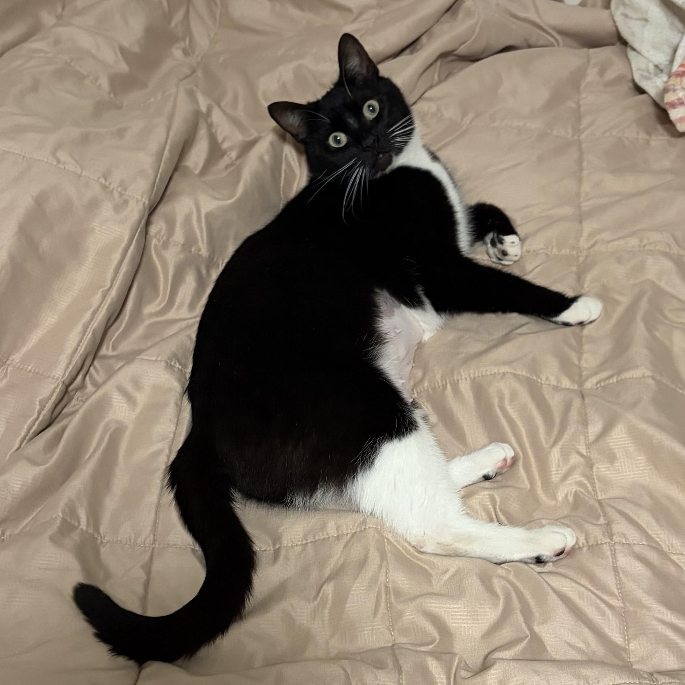 Kitty Softpaws, Adoptable, Young Female Domestic Short Hair.