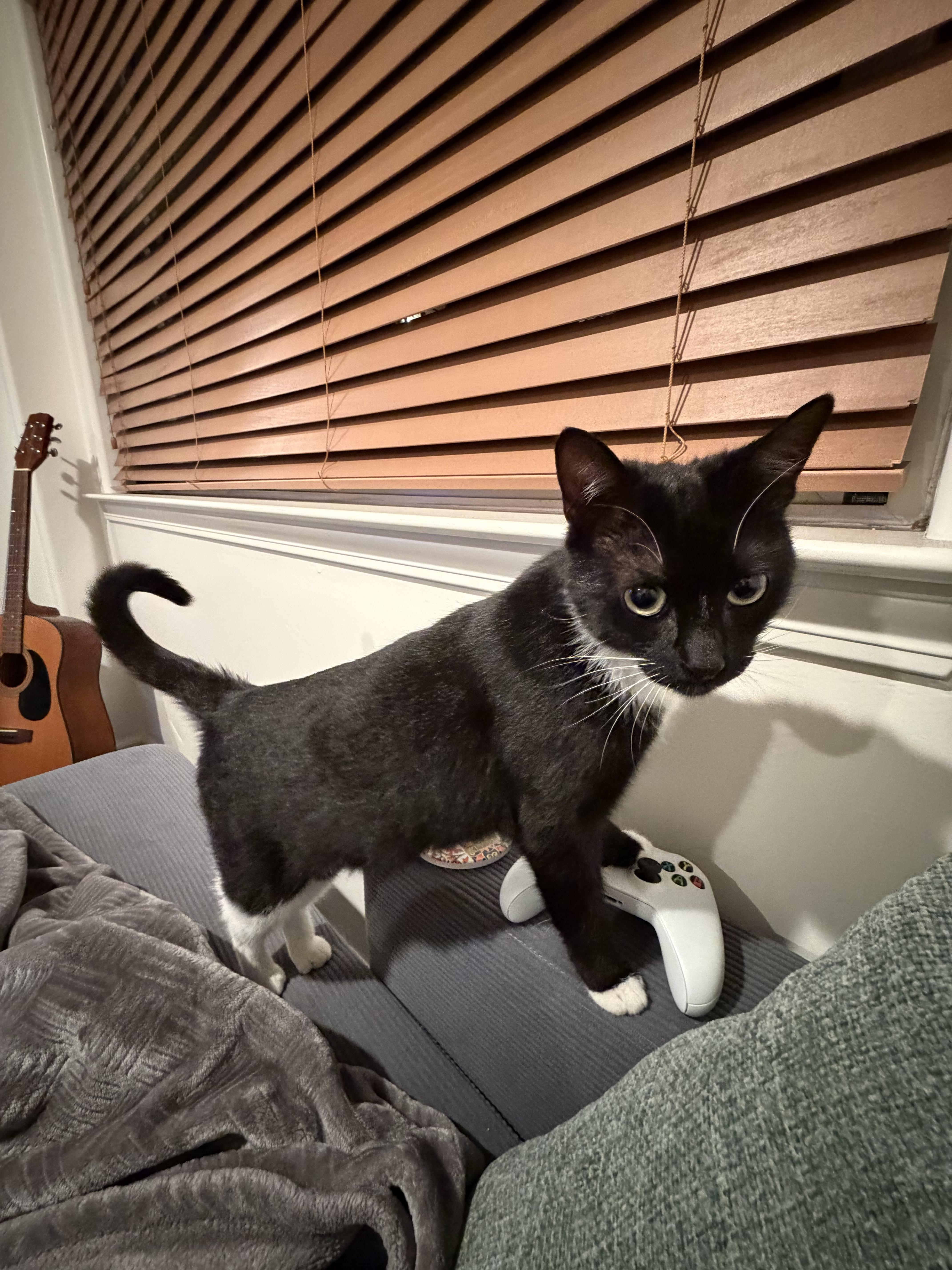 Kitty Softpaws, a Adoptable Domestic Short Hair in San Luis Obispo, CA image 5/5