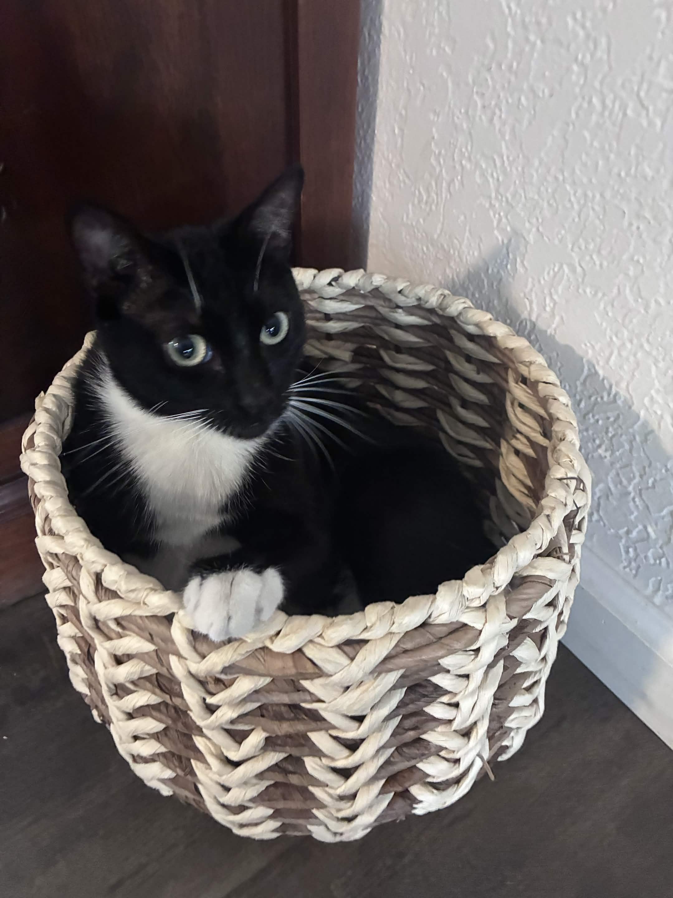 Enlarge Kitty Softpaws, a Adoptable Domestic Short Hair in San Luis Obispo, CA image 2/6