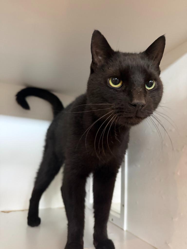 Jeff, Adoptable, Young Male Domestic Short Hair.
