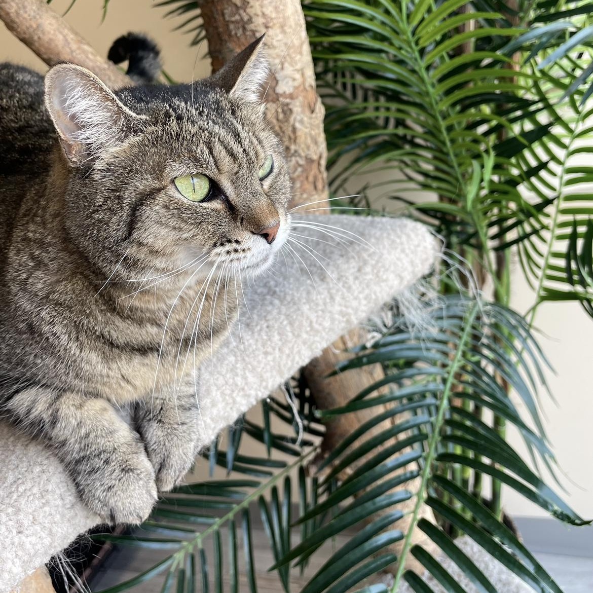 Enlarge Daisy, a Adoptable Domestic Short Hair in Madison, WI image 1/4