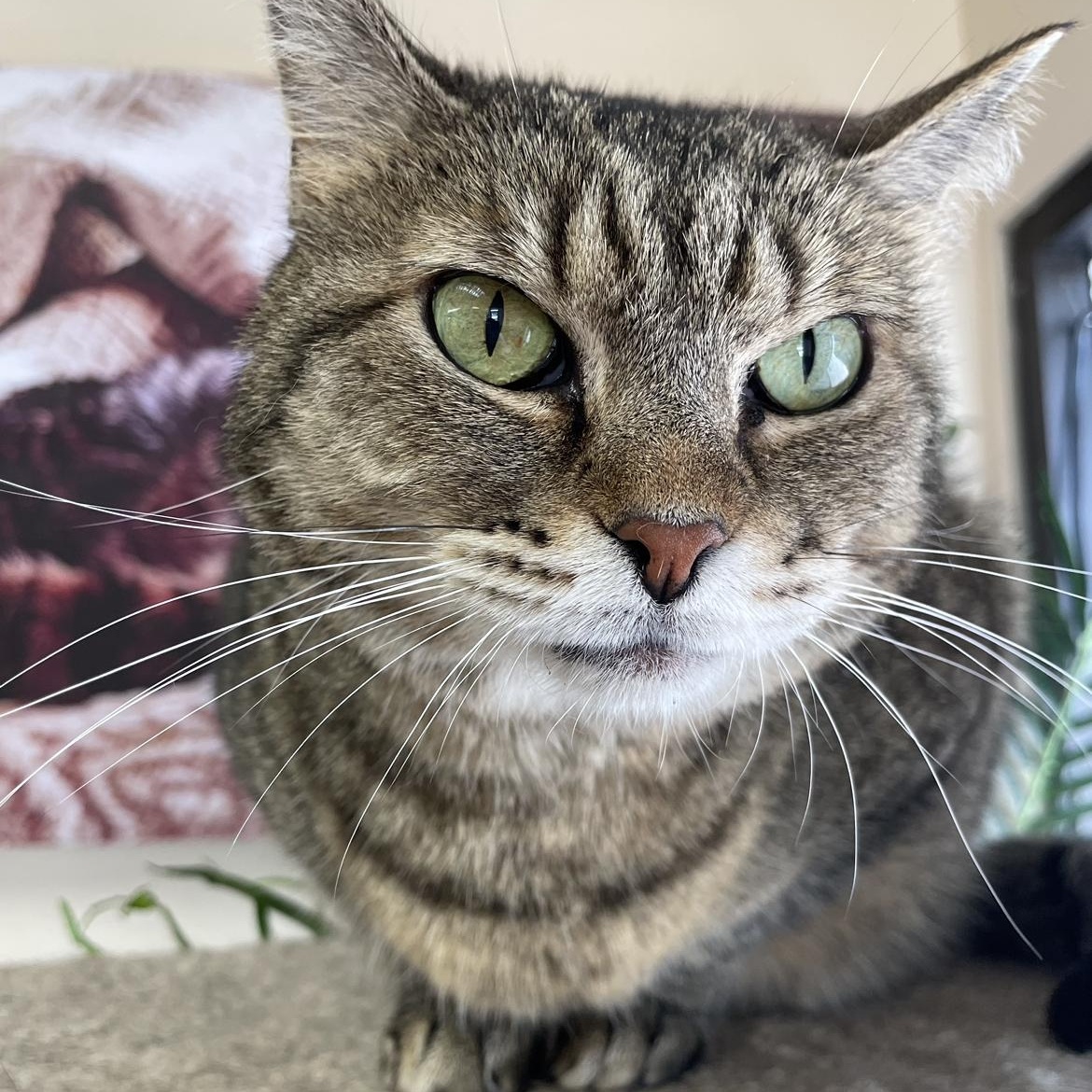 Enlarge Daisy, a Adoptable Domestic Short Hair in Madison, WI image 2/4