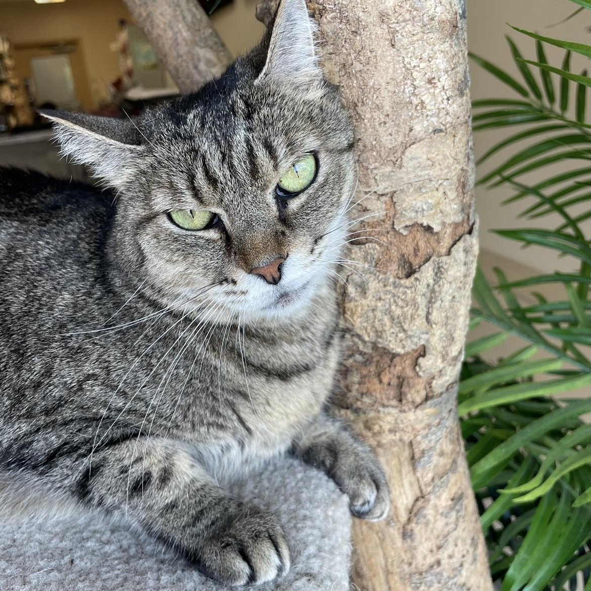 Enlarge Daisy, a Adoptable Domestic Short Hair in Madison, WI image 3/4