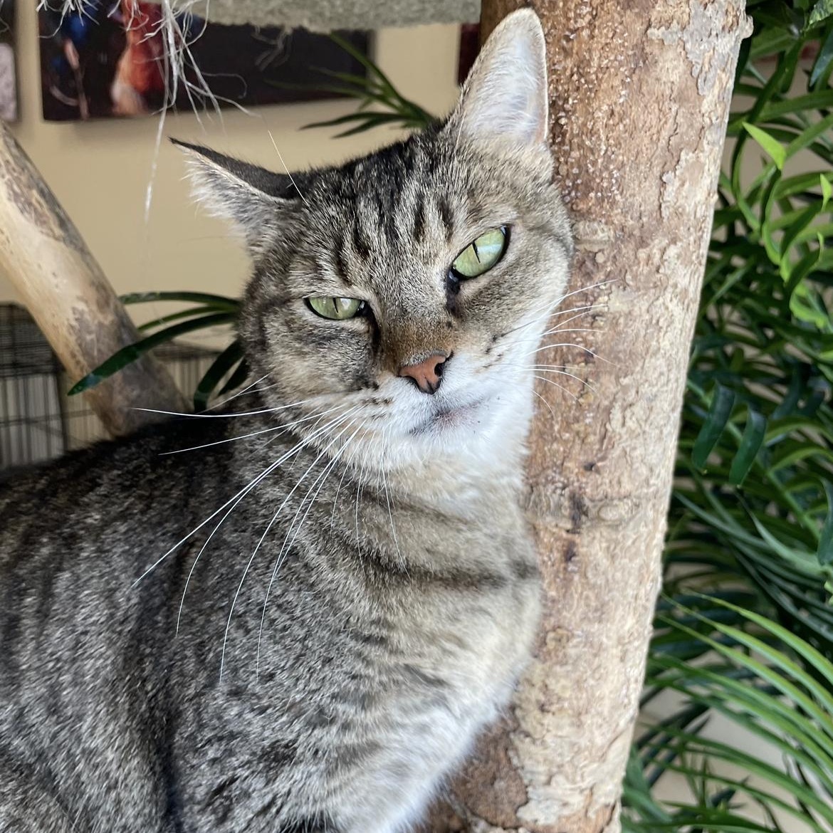 Enlarge Daisy, a Adoptable Domestic Short Hair in Madison, WI image 4/4