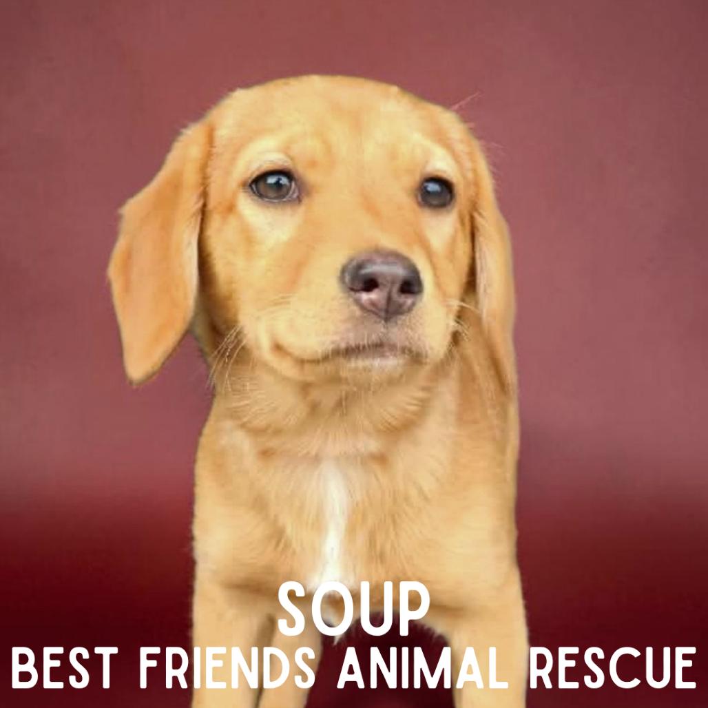 Soup, Adoptable, Puppy Female Mixed Breed.