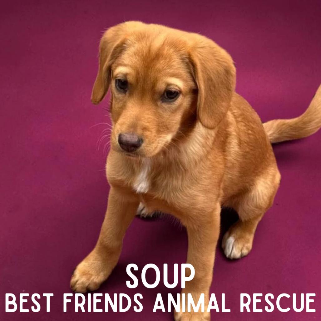 Enlarge Soup, a Adoptable Mixed Breed in Wasilla, AK image 2/5