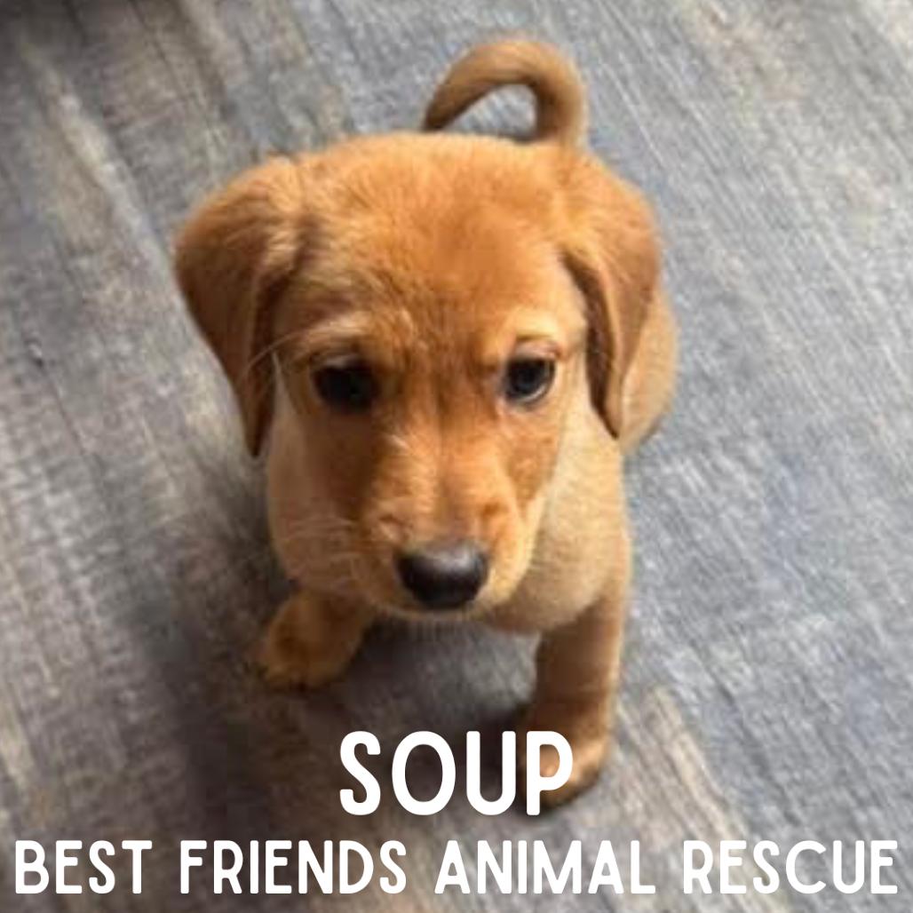 Enlarge Soup, a Adoptable Mixed Breed in Wasilla, AK image 3/5