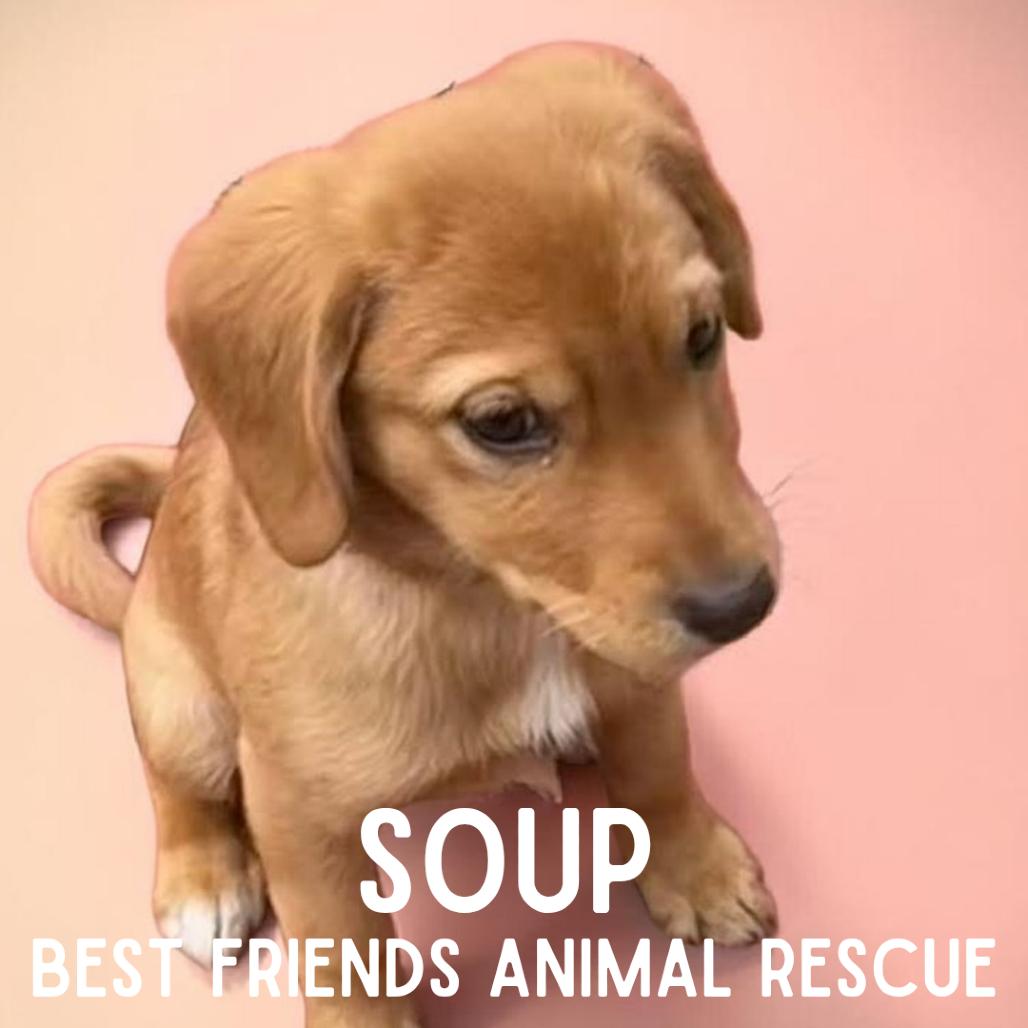 Enlarge Soup, a Adoptable Mixed Breed in Wasilla, AK image 4/5
