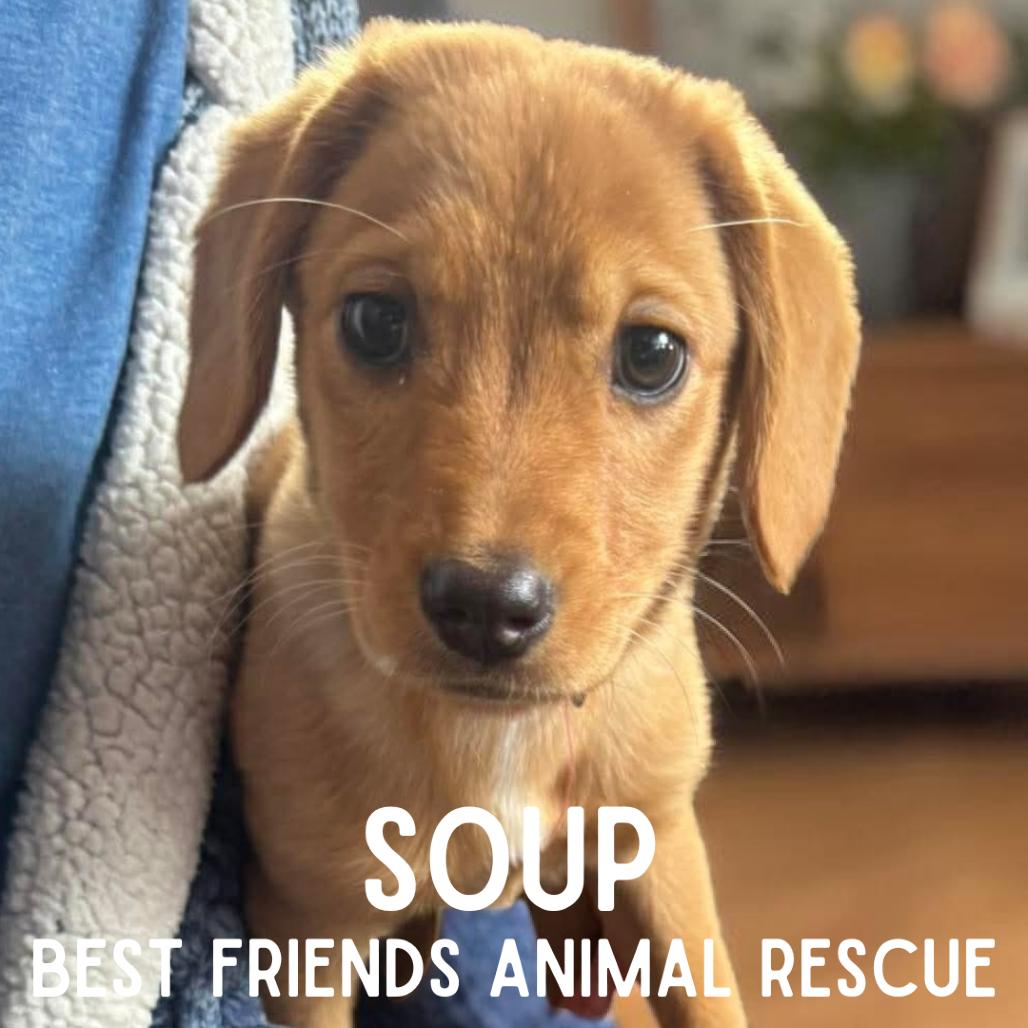 Enlarge Soup, a Adoptable Mixed Breed in Wasilla, AK image 5/5