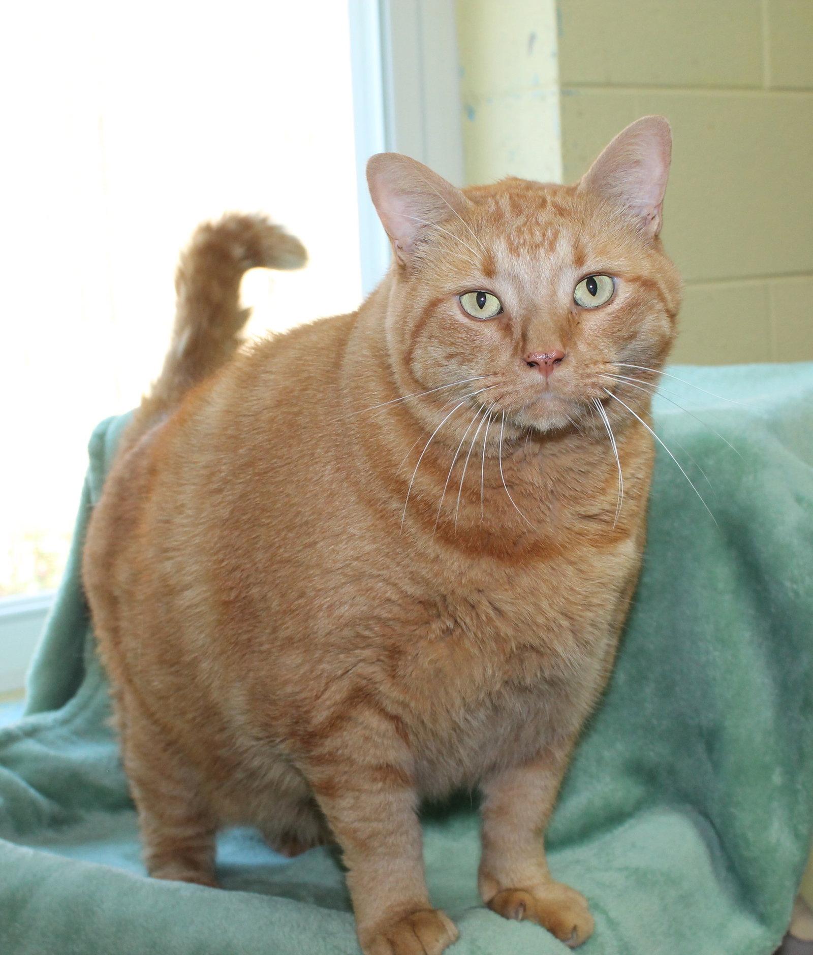 Orion - 44383, Adopted, Adult Male Domestic Short Hair & Tabby.