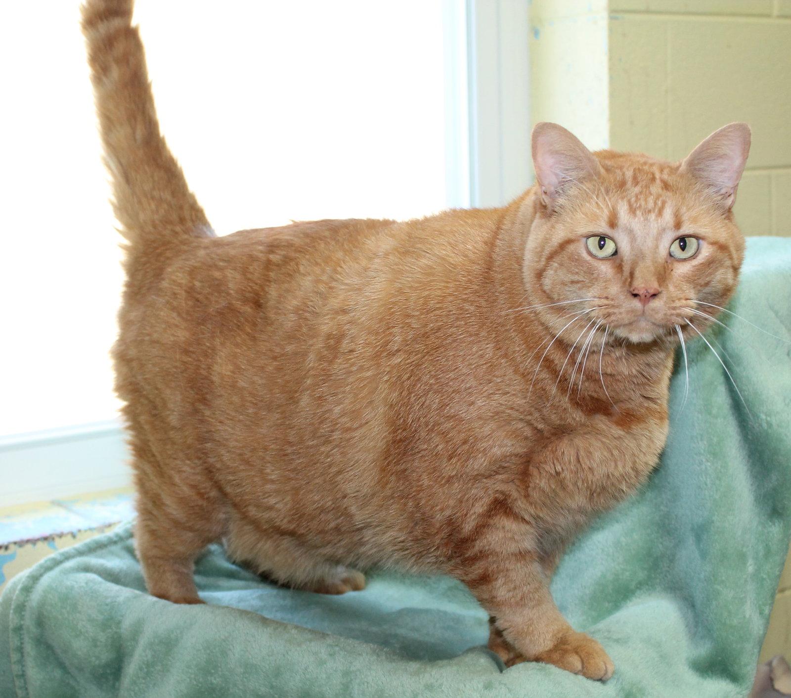 Enlarge Orion - 44383, a Adopted mixed breed in Prattville, AL image 2/3