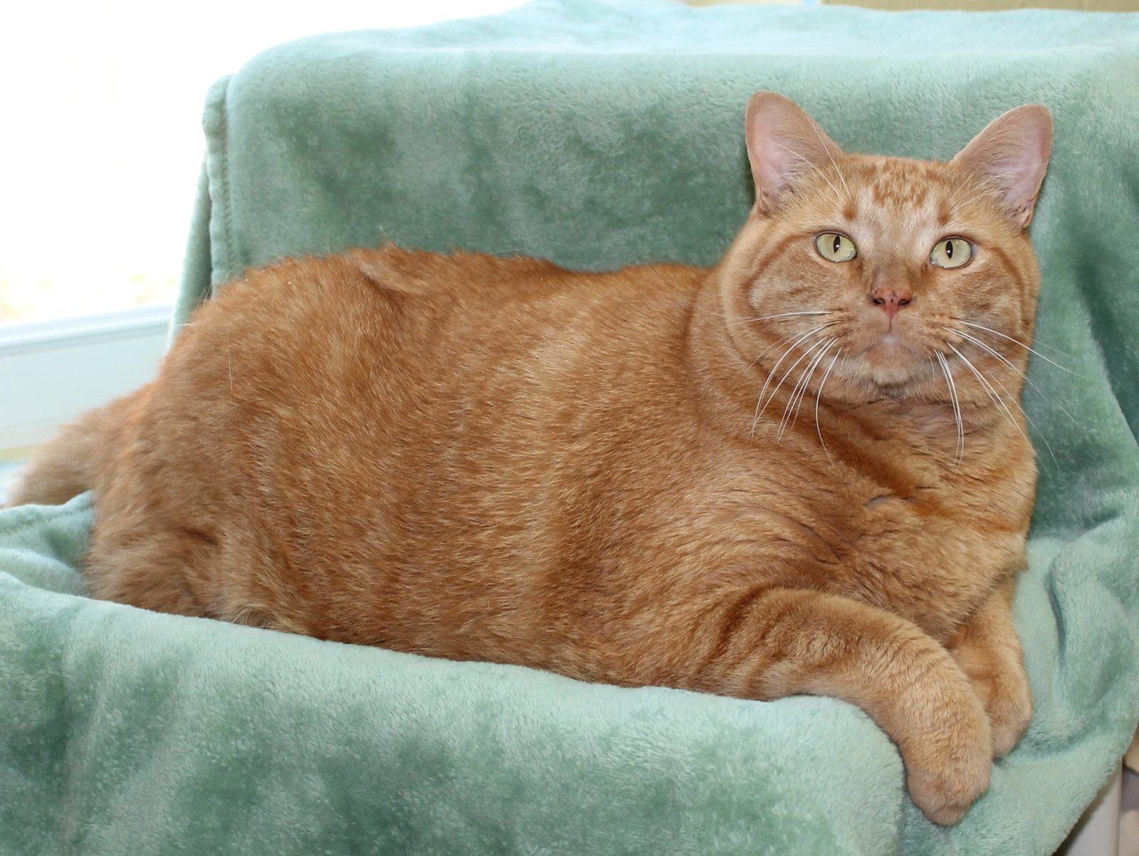 Enlarge Orion - 44383, a Adopted mixed breed in Prattville, AL image 3/3