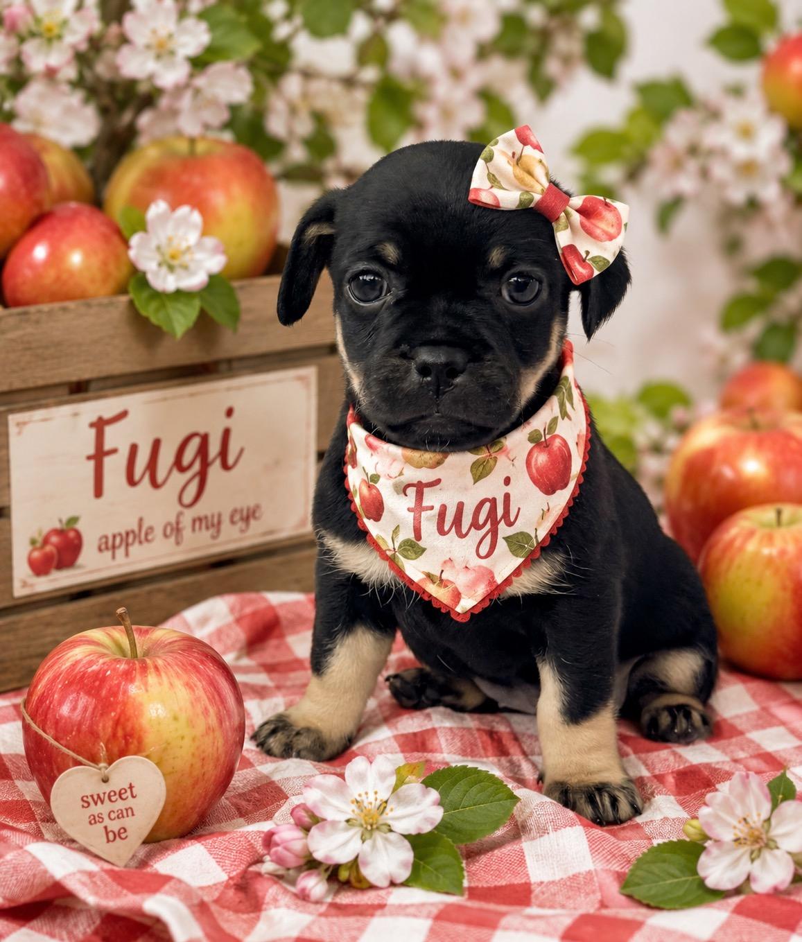 Fuji, ADOPTABLE, Puppy Female Chihuahua & Pug.