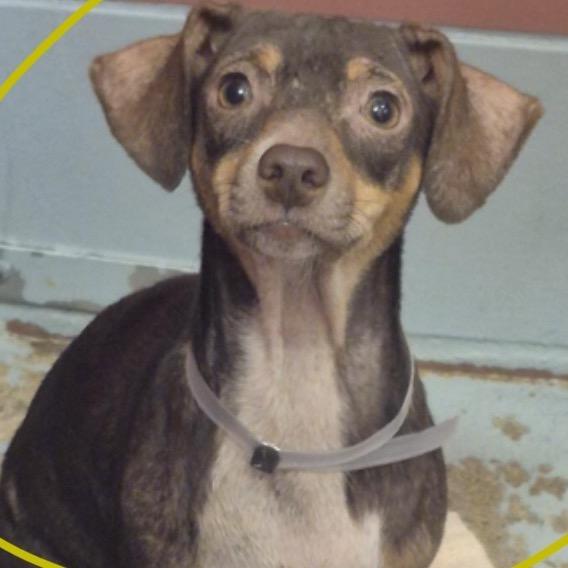 Shepherd, a Adoptable Chihuahua in Katy, TX image 1/5