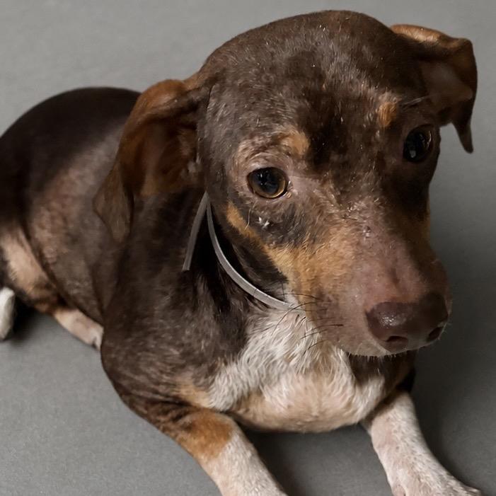 Shepherd, a Adoptable Chihuahua in Katy, TX image 2/5