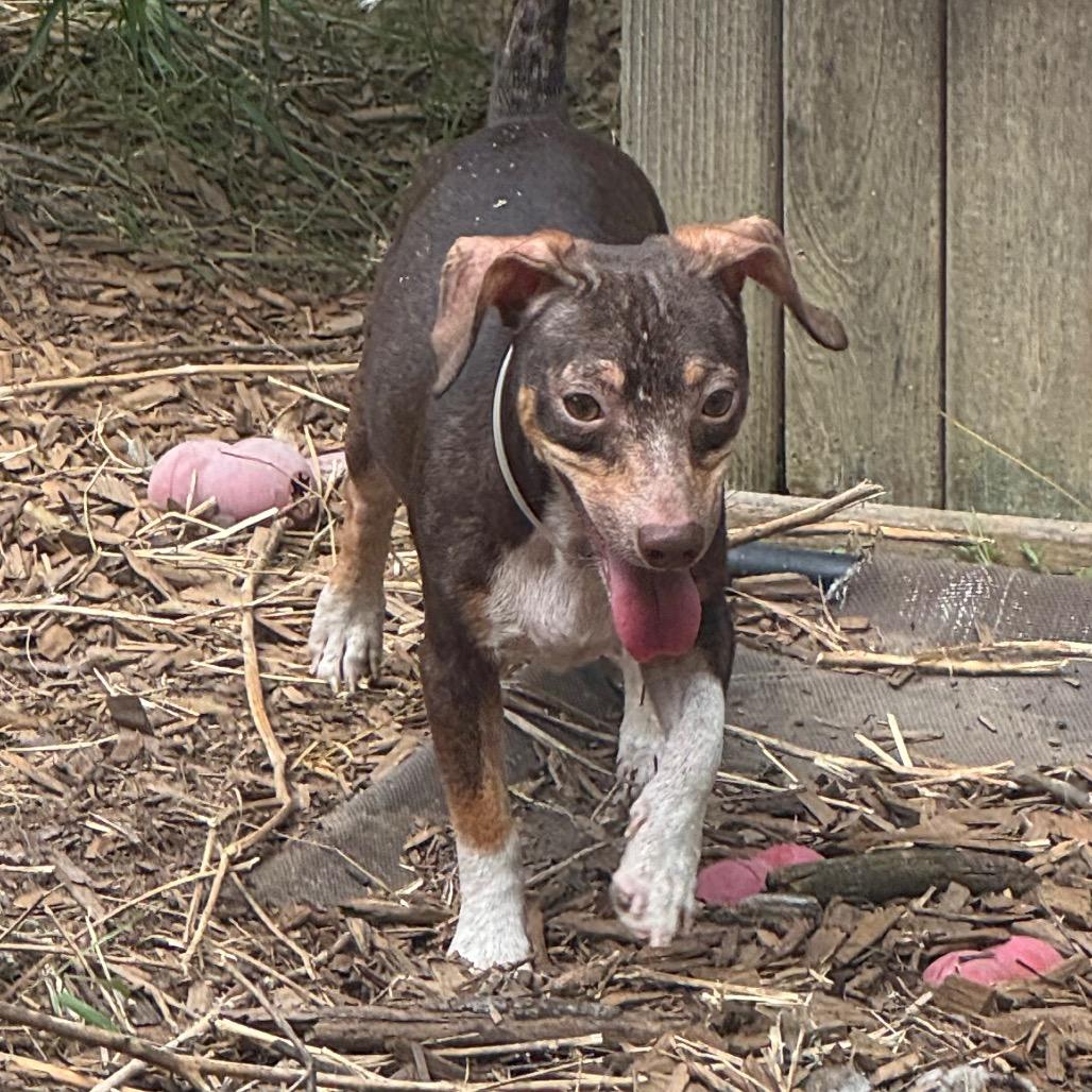 Shepherd, a Adoptable Chihuahua in Katy, TX image 3/5