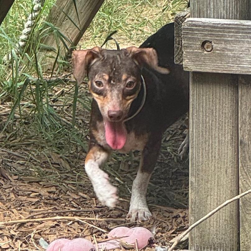 Shepherd, a Adoptable Chihuahua in Katy, TX image 4/5