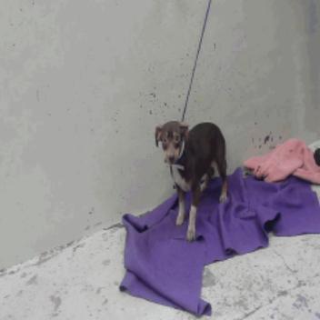 Shepherd, a Adoptable Chihuahua in Katy, TX image 5/5