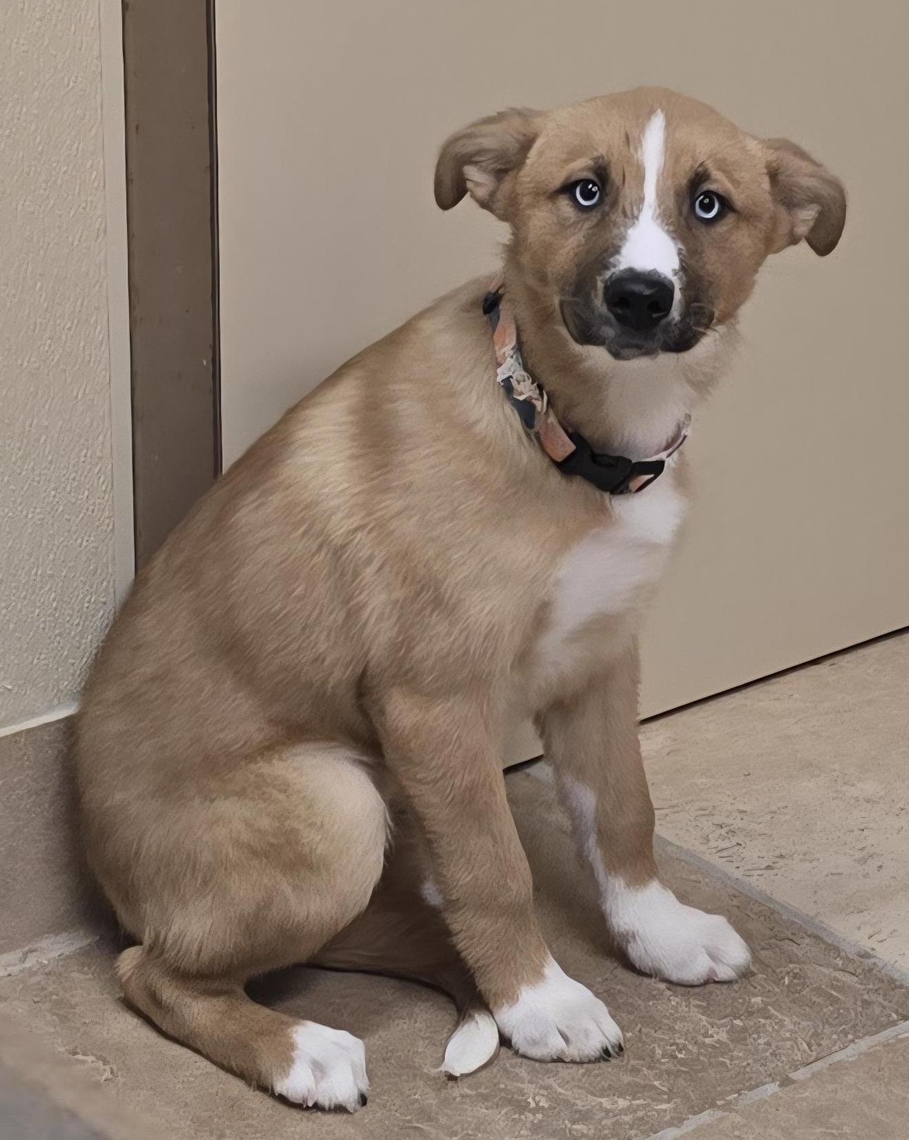 Enlarge Mavis, an adoptable mixed breed in Brainerd, MN image 2/2