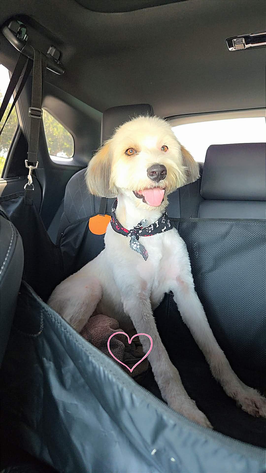 Enlarge Austin, a Adoptable mixed breed in Toms River, NJ image 2/5