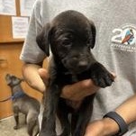 Lisa 60324954, adopted, Puppy Female Mountain Cur.