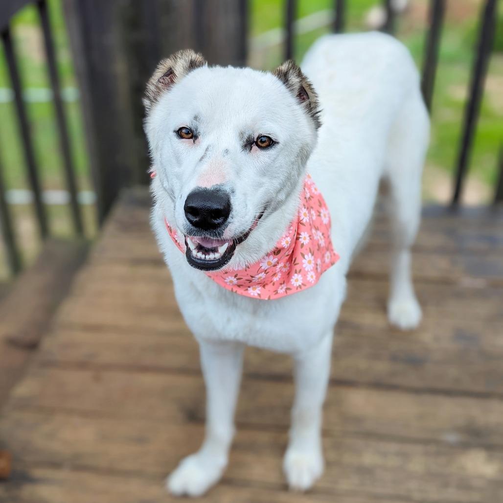 Enlarge Sugar, a Adoptable mixed breed in Helena, AL image 3/4