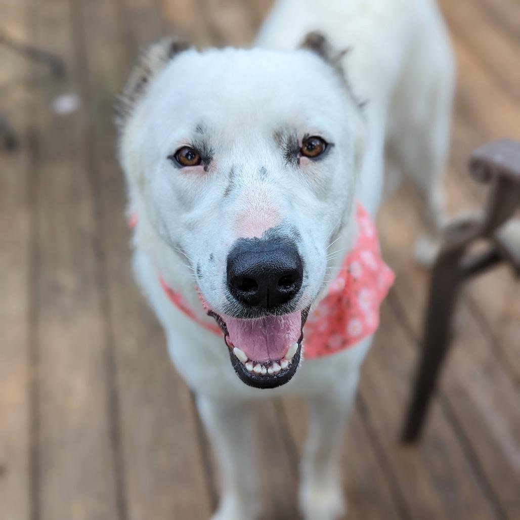 Sugar, an adoptable Samoyed, Great Pyrenees in Helena, AL, 35080 | Photo Image 2
