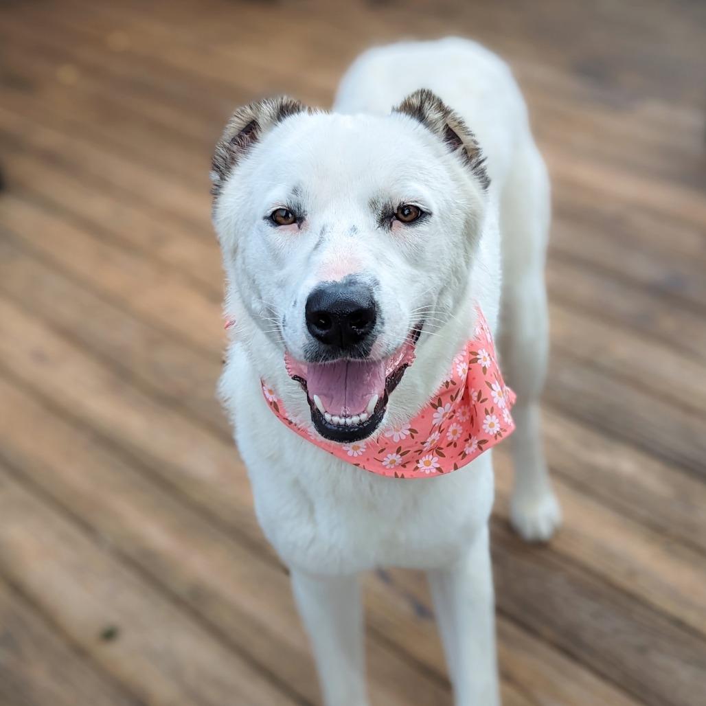 Sugar, an adoptable Samoyed, Great Pyrenees in Helena, AL, 35080 | Photo Image 1