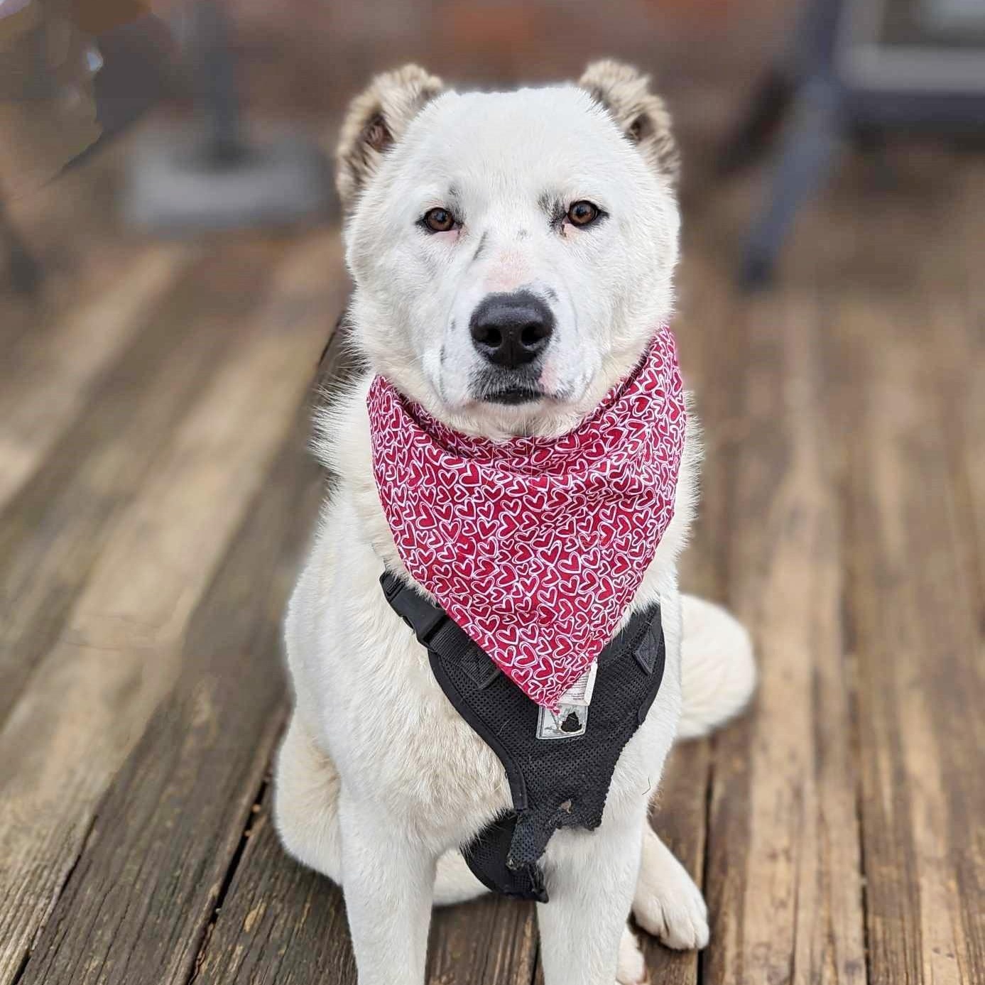 Sugar, an adoptable Samoyed, Great Pyrenees in Helena, AL, 35080 | Photo Image 4
