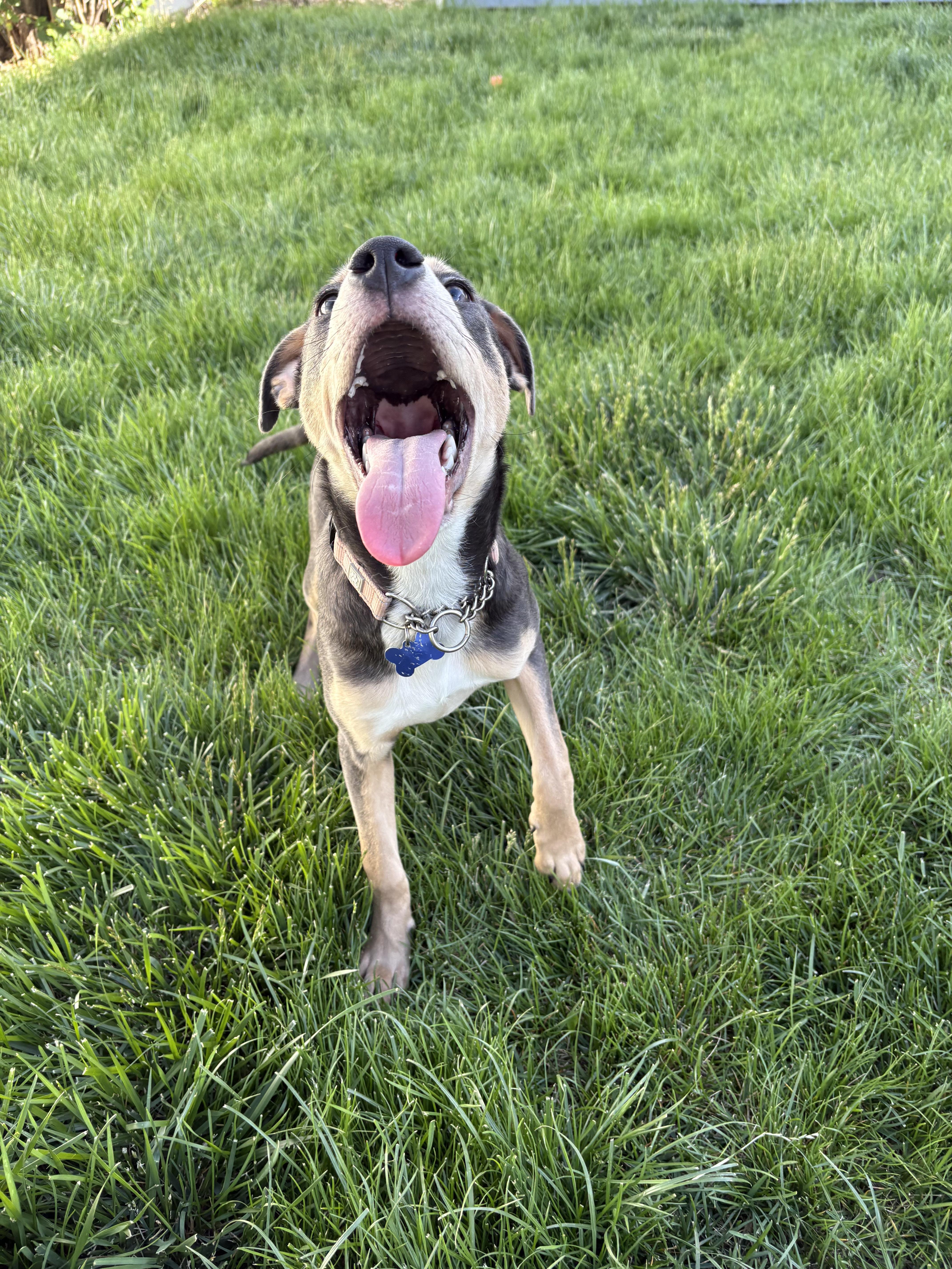 Enlarge Jill, a ADOPTABLE mixed breed in Fort Collins, CO image 3/6
