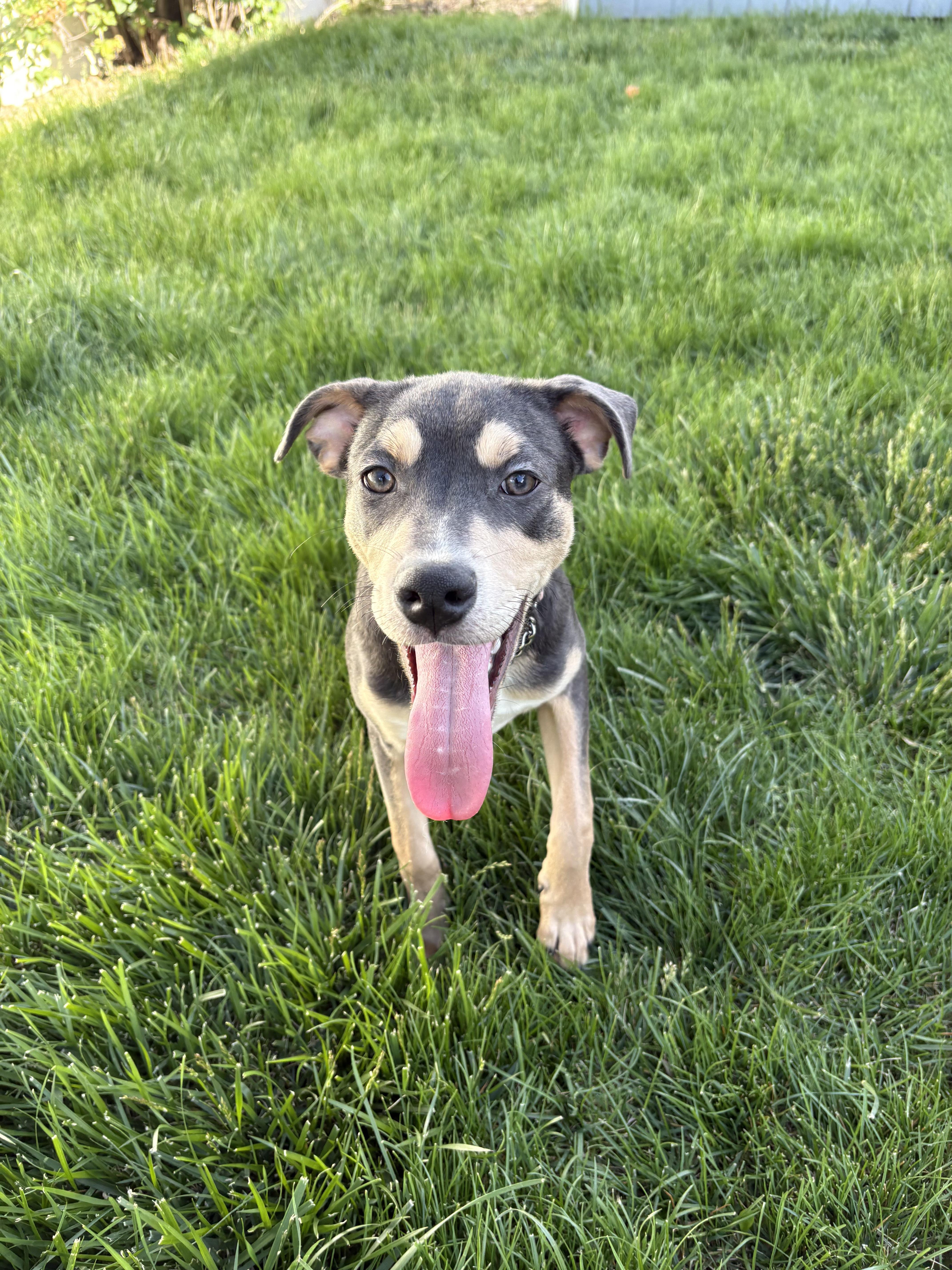 Enlarge Jill, a ADOPTABLE mixed breed in Fort Collins, CO image 2/6
