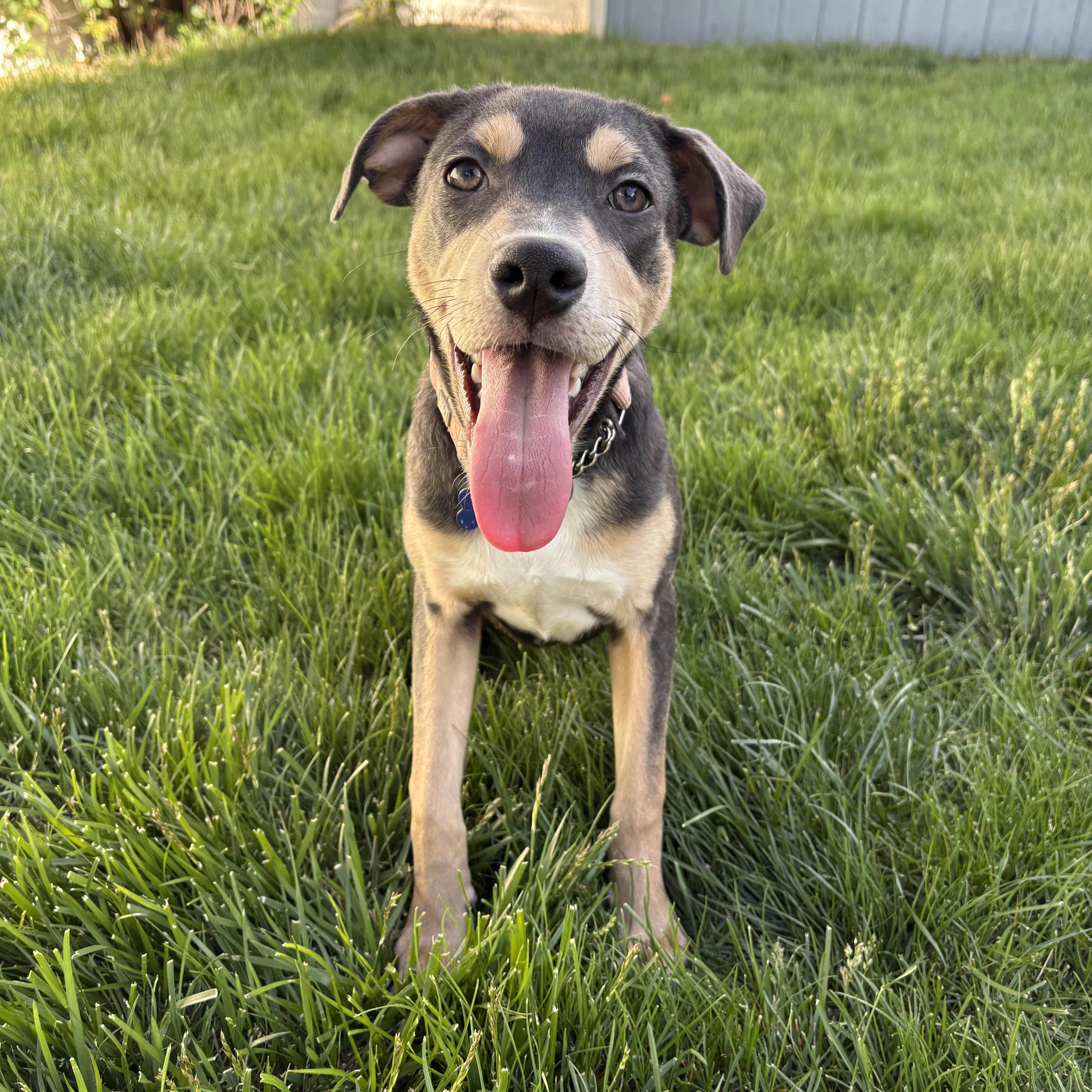 Jill, ADOPTABLE, Puppy Female Blue Lacy & Pointer.