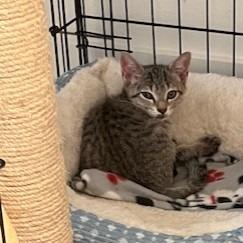 Enlarge Ariella, a Adoptable Domestic Short Hair in San Antonio, TX image 1/6