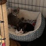 Enlarge Ariella, a Adoptable Domestic Short Hair in San Antonio, TX image 2/6