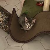 Enlarge Ariella, a Adoptable Domestic Short Hair in San Antonio, TX image 3/6