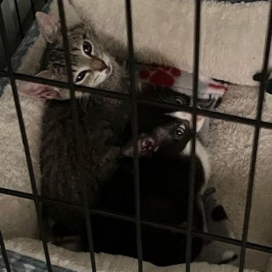 Enlarge Ariella, a Adoptable Domestic Short Hair in San Antonio, TX image 4/6