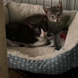 Enlarge Ariella, a Adoptable Domestic Short Hair in San Antonio, TX image 5/6