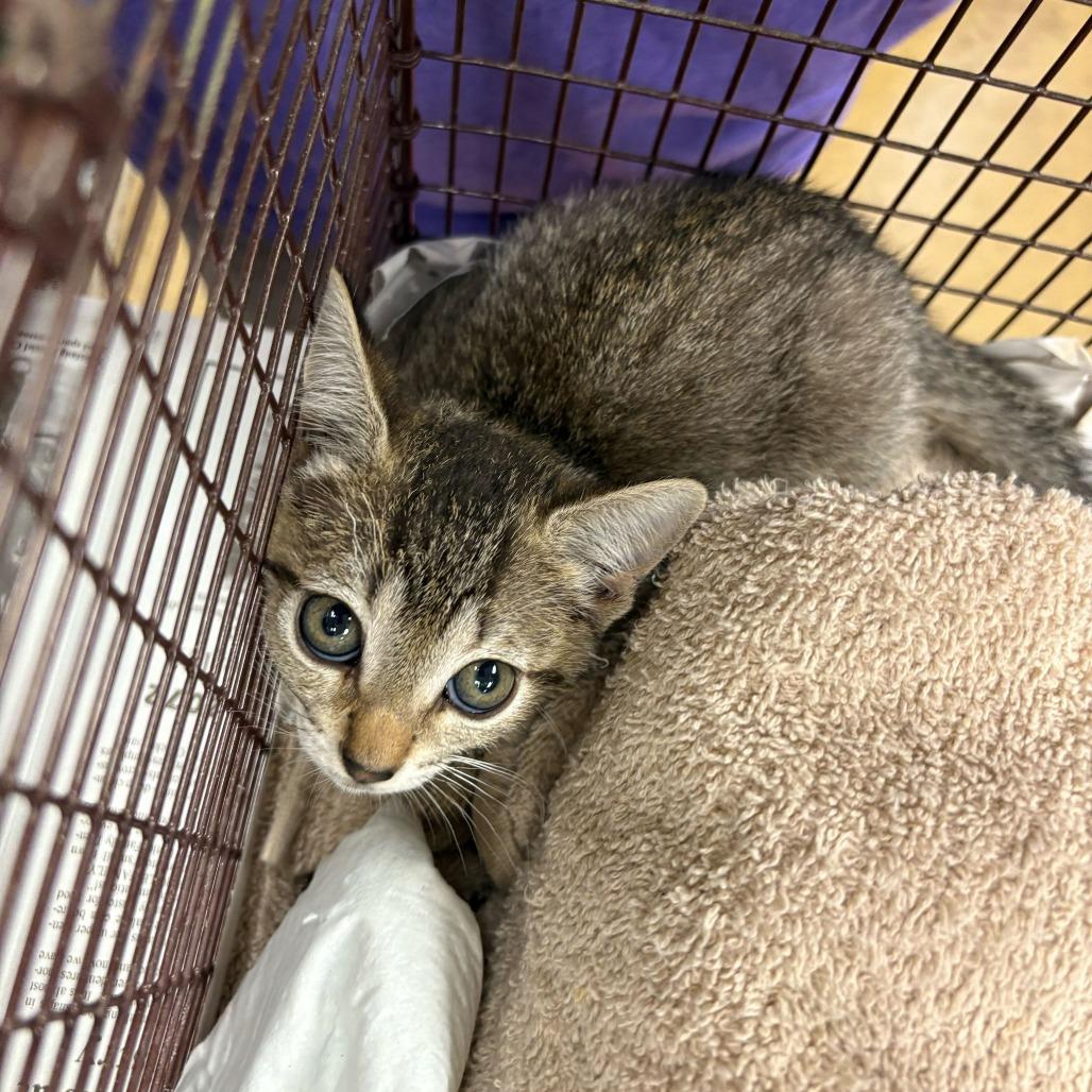 Enlarge Ariella, a Adoptable Domestic Short Hair in San Antonio, TX image 6/6