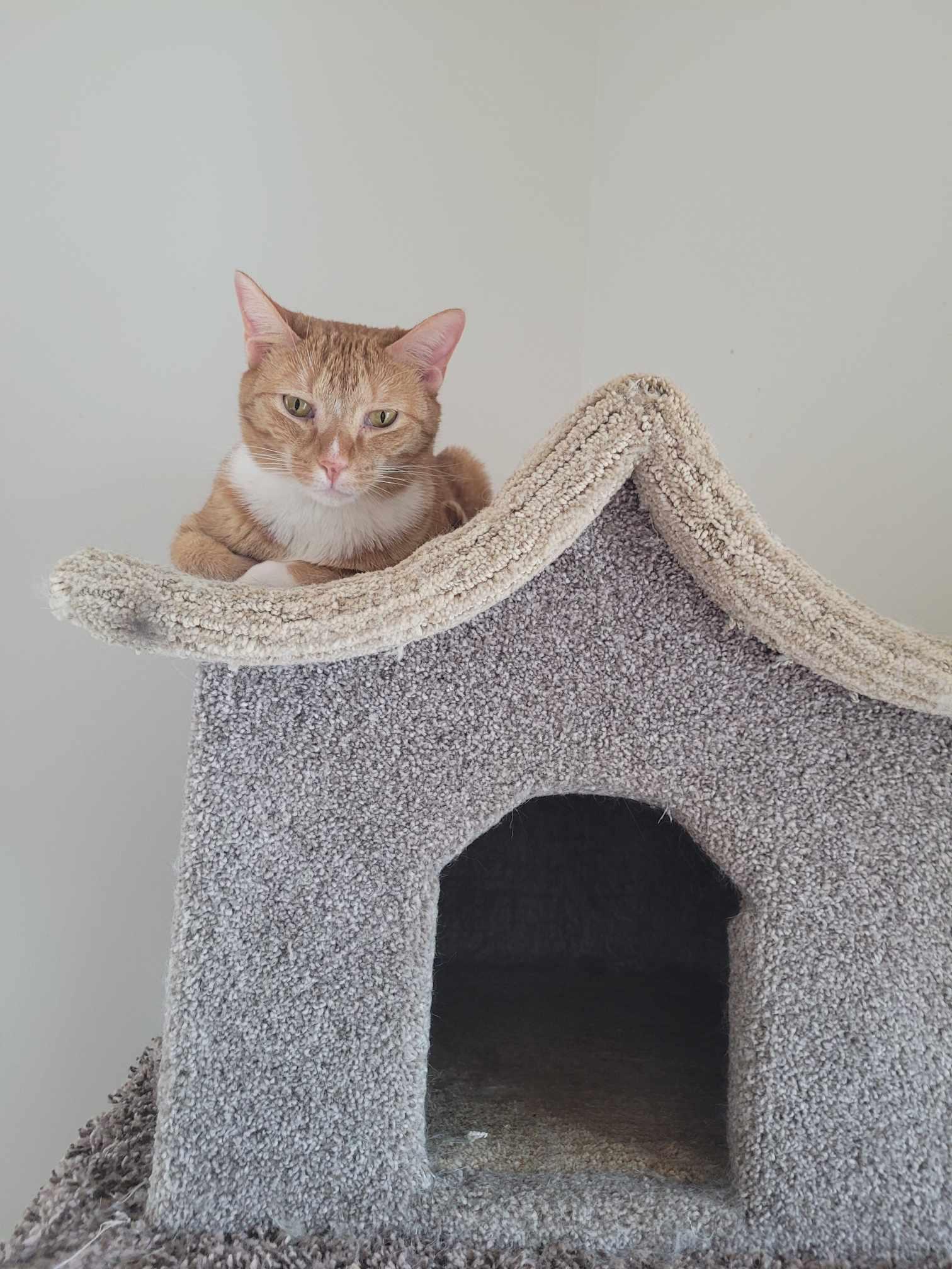 Oro, Adoptable, Adult Male Domestic Short Hair.