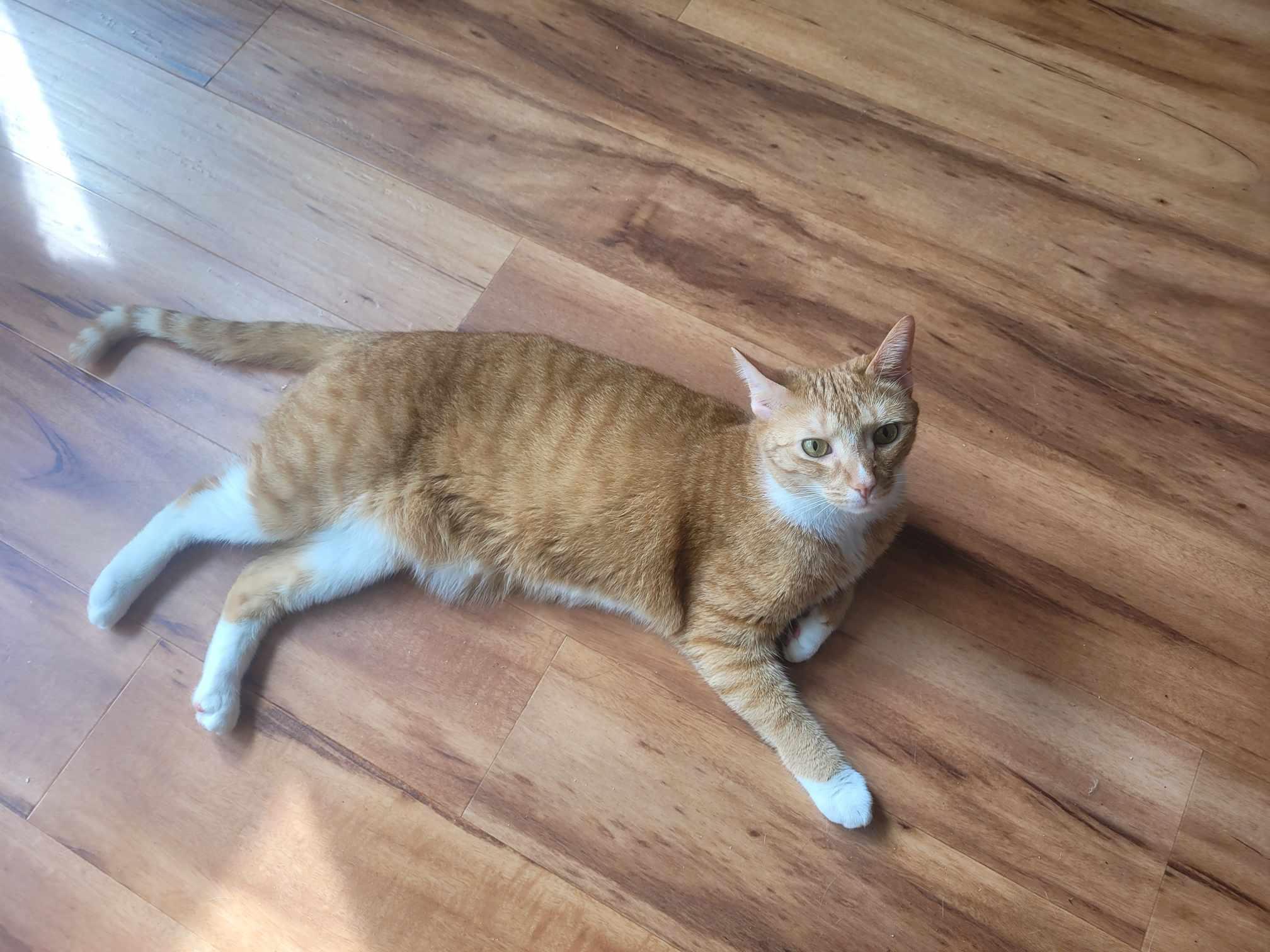 Oro, a Adoptable Domestic Short Hair in North Myrtle Beach, SC image 2/5