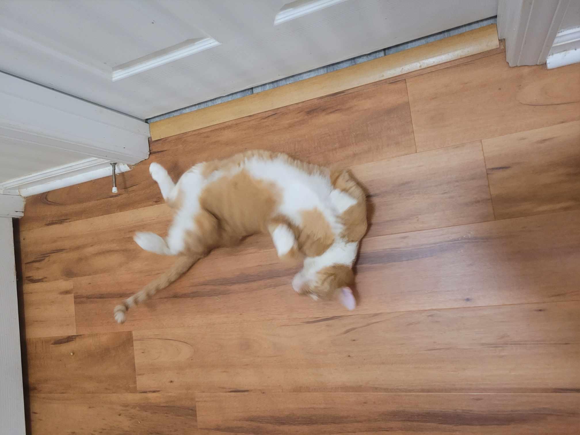 Oro, a Adoptable Domestic Short Hair in North Myrtle Beach, SC image 3/5