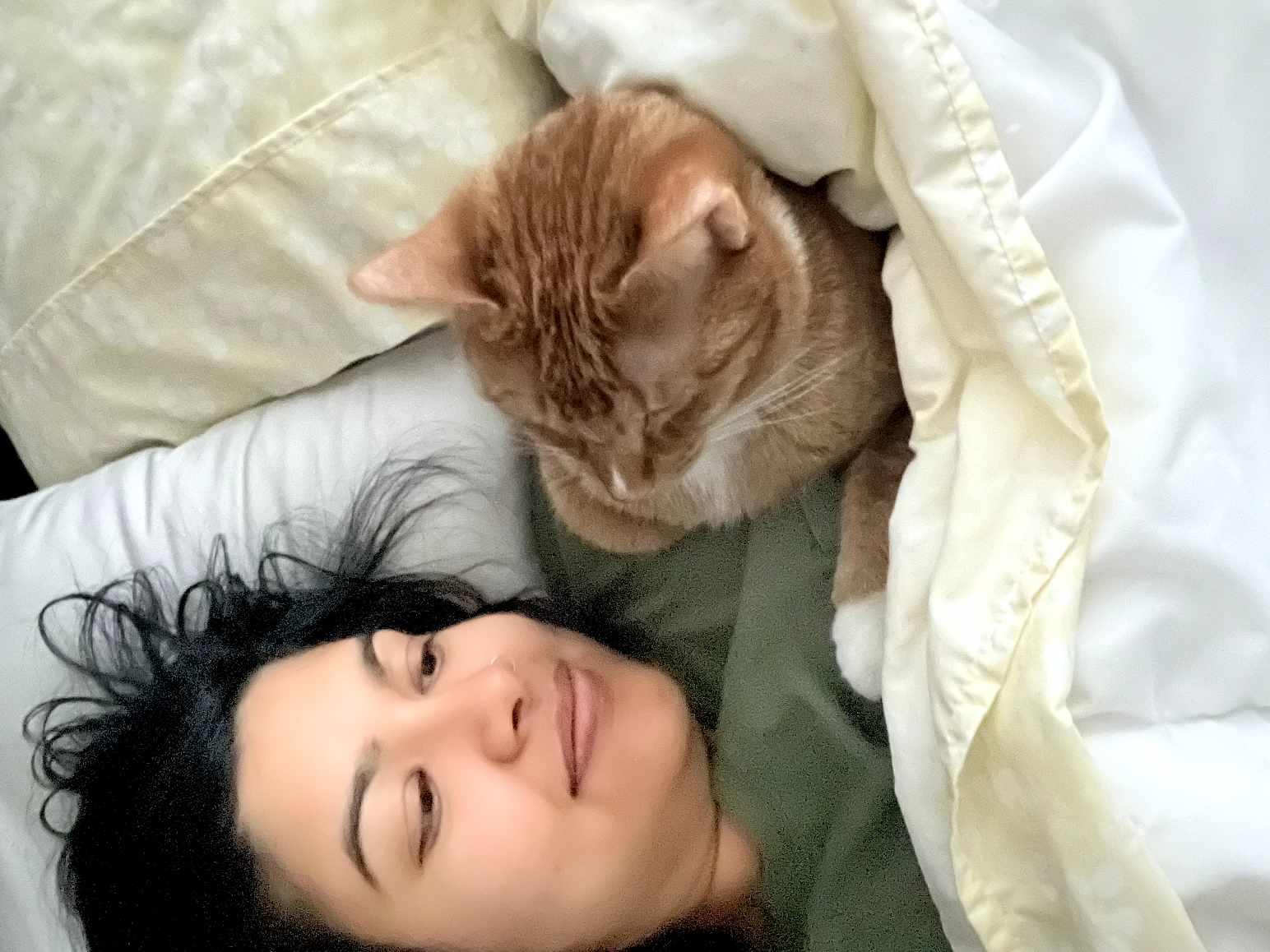 Oro, a Adoptable Domestic Short Hair in North Myrtle Beach, SC image 5/5