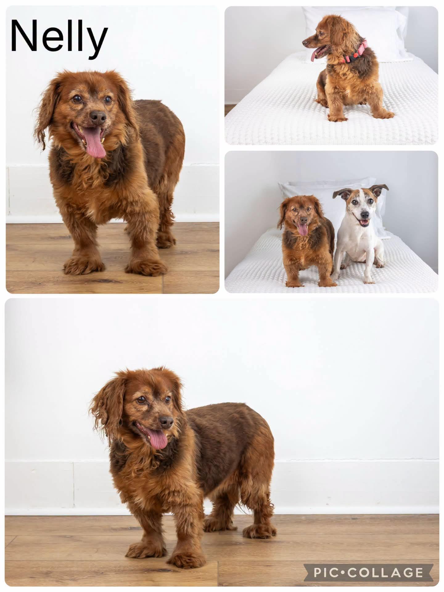 Nelly, Adoptable, Senior Female Cocker Spaniel.