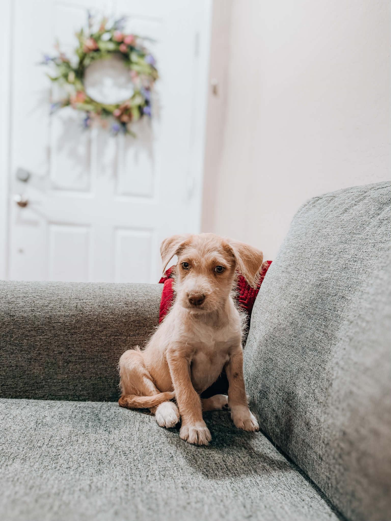 Wren, ADOPTABLE, Puppy Female Labradoodle.