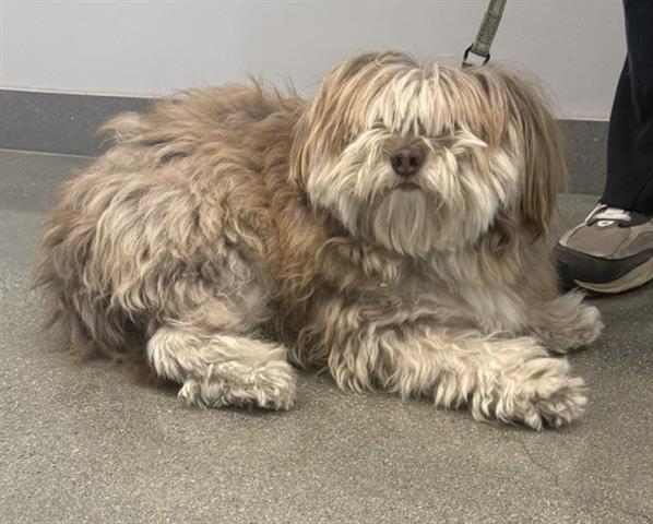 ARCHIE, Adoptable, Adult Male Shih Tzu & Havanese.