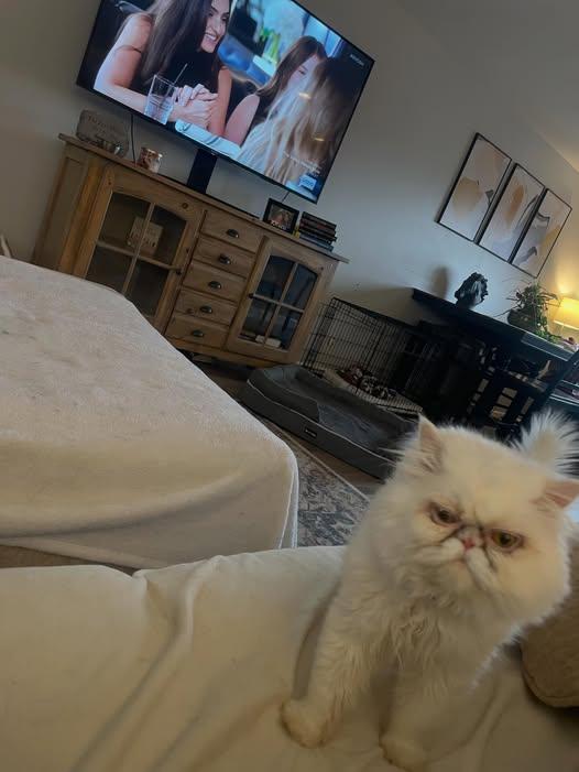 Wilford Brimley thumbnail 2