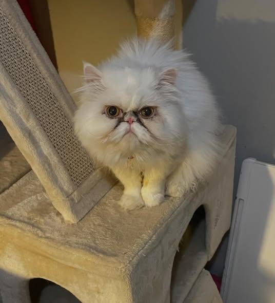 Wilford Brimley thumbnail 3